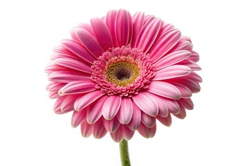 pink gerbera flower isolated on white background panoramic