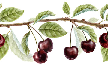 Sweet Cherry fruits and leaves on branch. Banner of Red cherry berries. Hand drawn watercolor seamless border. Background for wallpaper, packaging of goods, wrapping paper, cosmetic, textile