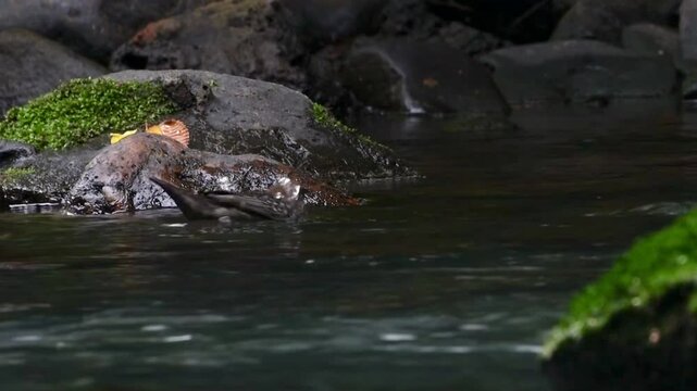 White-throated dipper bird drinking from the flowing River Cynon during daytime in South Wales, UK