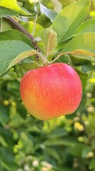 A ripe apple hanging on a branch in a lush orchard during sunny autumn days