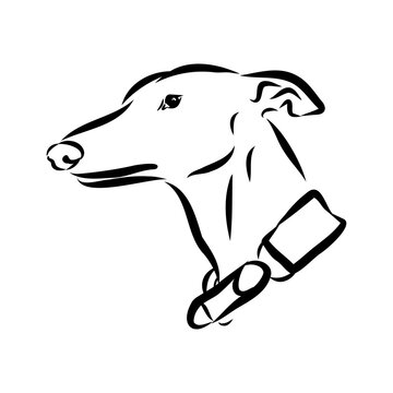 Spanish galgo, Greyhound black and white dog