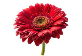 red flower isolated on a white background (1) png