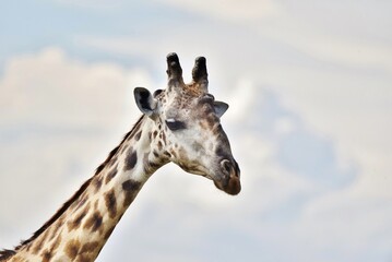 The head and neck of a Giraffe. © Angela