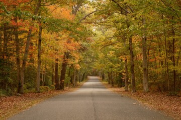 Road with autumn color in Belleplain State Forest, Woodbine, New Jersey
