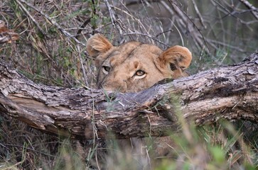 The head of a Lioness part hidden by a branch.