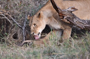 A Lioness licking a young cub.