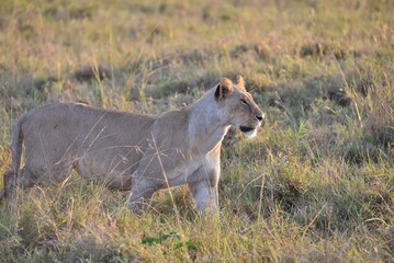 A Lioness starting to hunt in long grass.