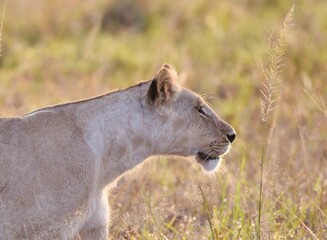A Lioness starting to hunt in long grass.