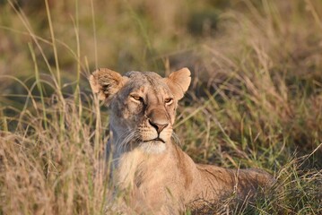A Lioness lay down in the long grass resting.