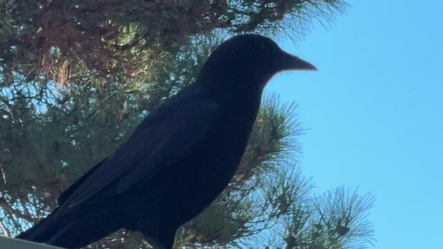 A crow walks about on a flat roof
