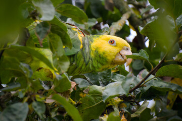the yellow-headed amazon parrot is hiding in the foliage close-up