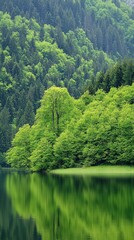 Obraz premium Lush green trees reflect on the tranquil lake in a serene forest landscape during daylight