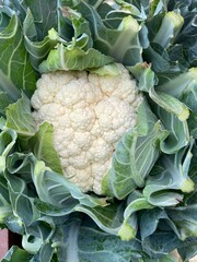 head of cauliflower on the market
