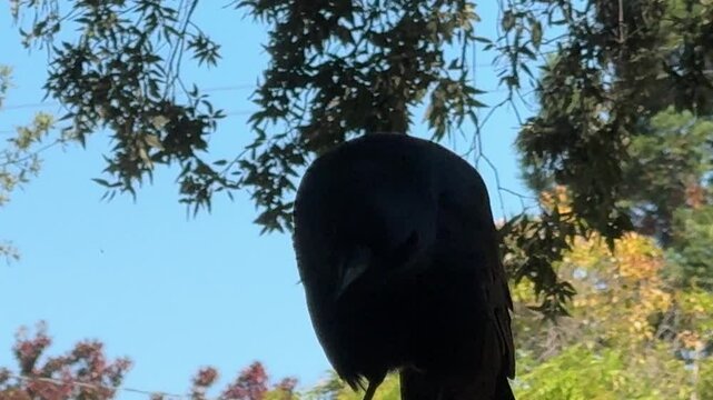 A crow caws from his perch on a fence	
