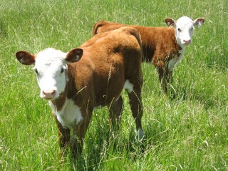 calves in a field © Angie
