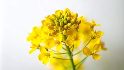 Stunning Tilt-Shift Photography of Isolated Rapeseed Blossom Flower on White Background for Nature and Floral Lovers