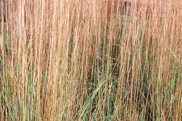 Autumn meadow filled with tall, dry stalks of grass sway in a rural landscape
