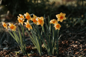 Fototapeta premium Yellow narcissus flowers growing in the garden at sunny spring day