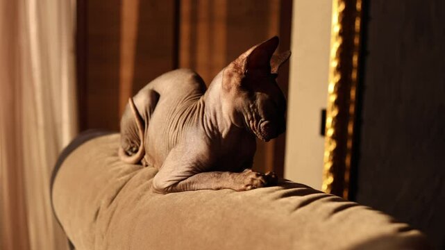 sphinx cat sits on the sofa
