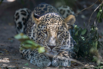 Leopardo