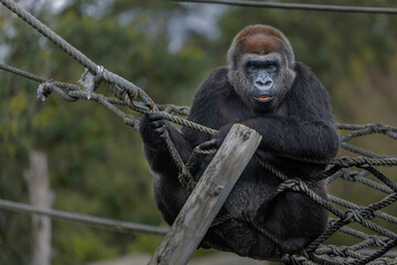 Macaco