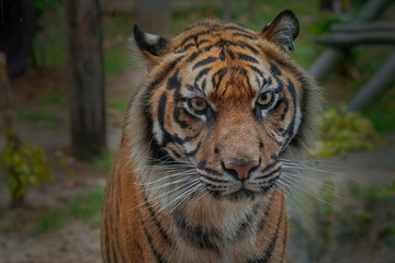 tigre