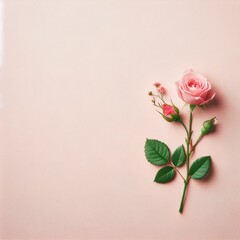 background on a pale pink canvas a rose has blossomed
