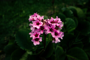 Botanical Bliss: The Joy of Flowers