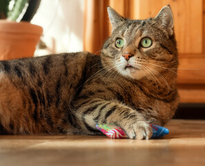 Naklejka premium Tabby cat lying on the floor and holding a catnip pillow toy with his paw while sticking the tip of his tongue out