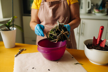 Woman farmer preparing to replant orchid plants by use a shovel to scoop the soil into the pot....