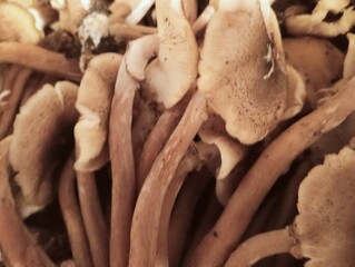 closeup of raw honey mushrooms
