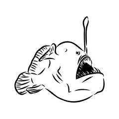 Angler fish, Lophiiformes, vector illustration. Drawing