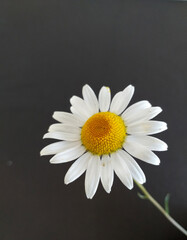 a daisy on a black background