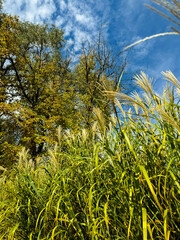 fall grass and sky