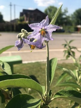 lilac flower of the native plant Solanum granulosum-leprosum