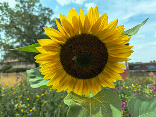 Sonnenblume, Blüte, Sonne, Blume, Sommer