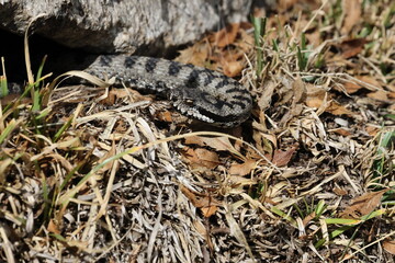 Asp viper Vipera aspis Gran Paradiso National Park Italian Alps