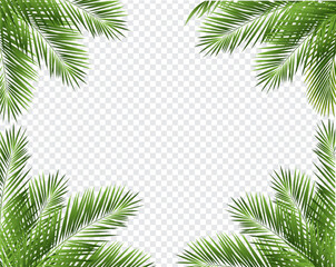 Tropical Palm Tree Frame With Isolated Transparent Background