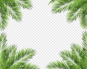 Tropical Palm Tree Frame With Isolated Transparent Background