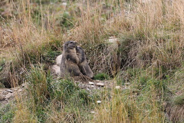 Obraz premium Marmot in Cervinia Wildlife Aosta Valley Italy