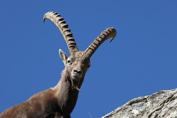 Fototapeta premium Alpine Ibex (Capra ibex ibex) Aosta Valley Alps, Italy
