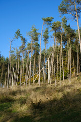 Fototapeta premium Tall trees reaching for the clear blue sky on a sunny day. Entwistle reservoir woodland Lancashire UK.