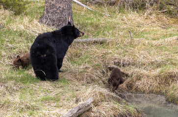 Sow Black Bear with Cubs in Springtime in Yellowstone National Park Wyoming