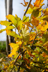 Entwistle reservoir woodland Lancashire UK. Vibrant autumn leaves in yellow and green basking in sunlight.