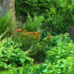 Background, blossom and growth with flowers in garden of home for botany, cultivation or horticulture. Colorful, spring and wallpaper with plants in backyard for development or floral landscaping