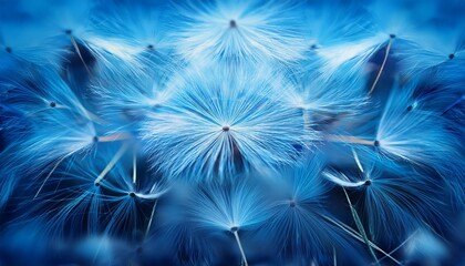 Naklejka premium dandelion head