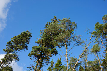 Entwistle reservoir woodland Lancashire UK. Tall pine trees against a clear blue sky on a sunny day.