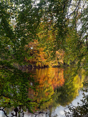 Fall Colours along the River North Esk, with Leaves beginning to turn Golden and being reflected in the slow moving water..