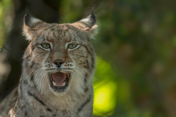 Lince