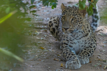 leopardo